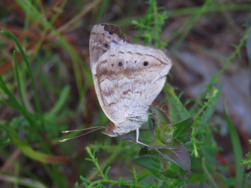 Common Buckeye - Spring/Summer